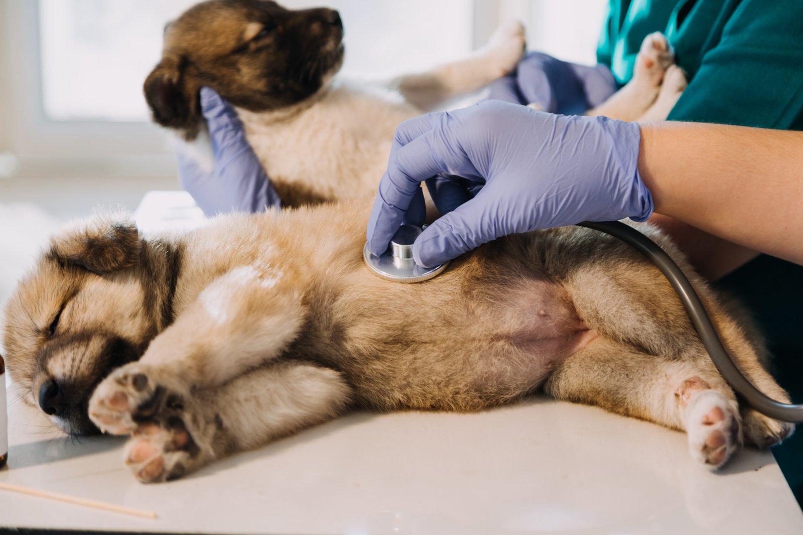 Emergency veterinary care