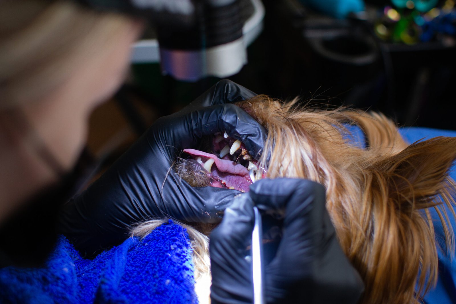 Pet dental care