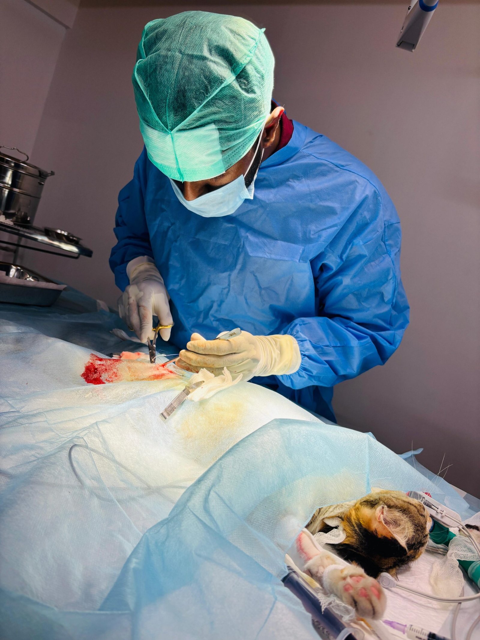Veterinary surgical care